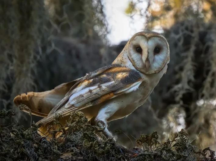Những chiếc lông xung quanh khuôn mặt của cú lợn tạo thành hình dạng giống như chiếc đĩa giúp truyền âm thanh vào tai chúng. (Nguồn ảnh: Getty)