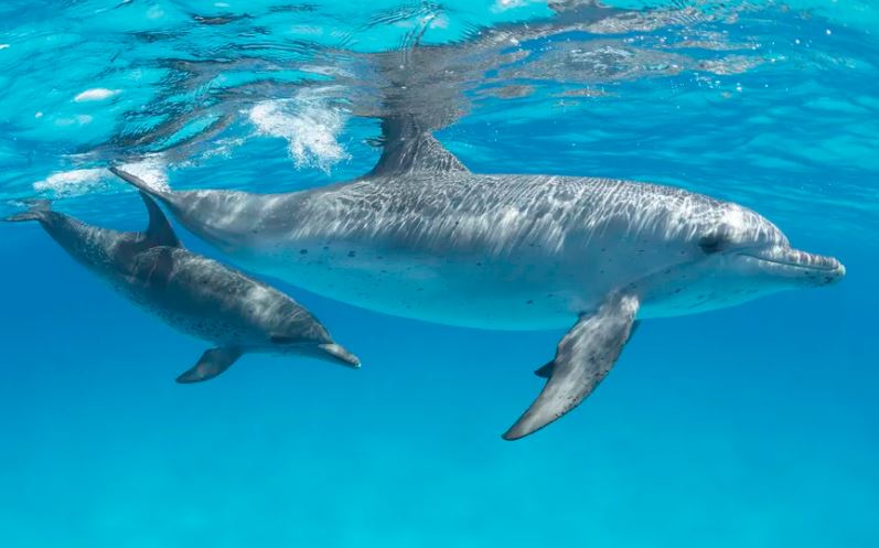 Cá heo dựa vào khả năng định vị bằng tiếng vang để cảm nhận thế giới xung quanh.(Nguồn ảnh: Getty)