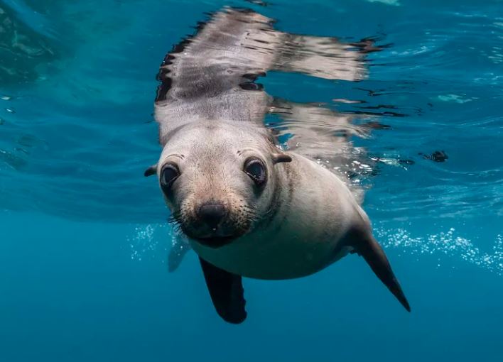 Hải cẩu và các loài chân màng khác có cơ chế đặc biệt trong tai giúp chúng nghe được cả trên và dưới nước.(Nguồn ảnh: Getty)