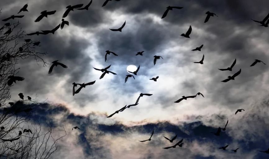 Những loài chim bay vào ban đêm có thể sử dụng các vì sao làm hướng dẫn.(Nguồn ảnh: Getty)