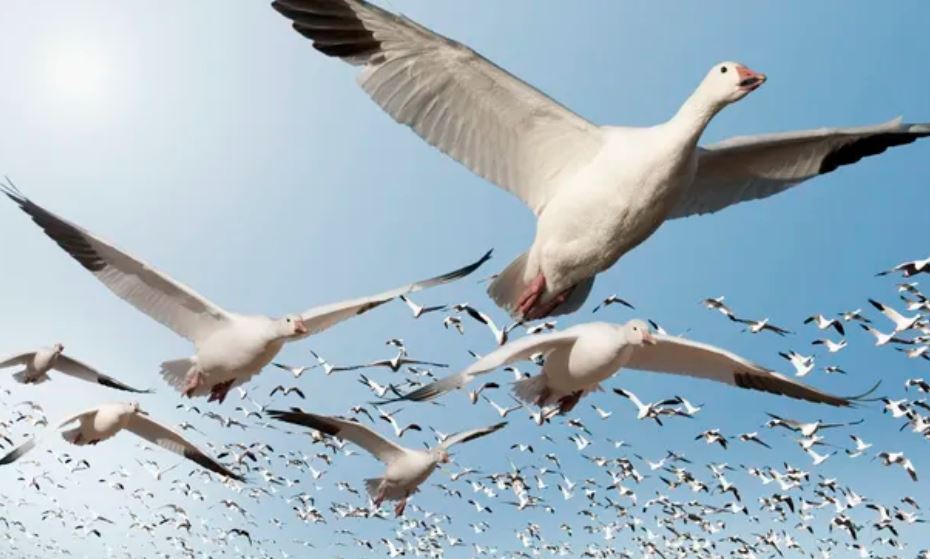 Hàng năm, rất nhiều loài chim di cư khắp thế giới. Làm thế nào để chúng không bị lạc? (Nguồn ảnh: Getty)