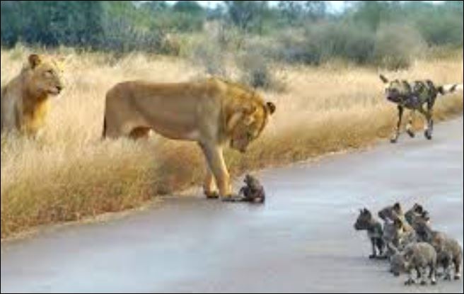 Sư tử sát hại chó hoang.