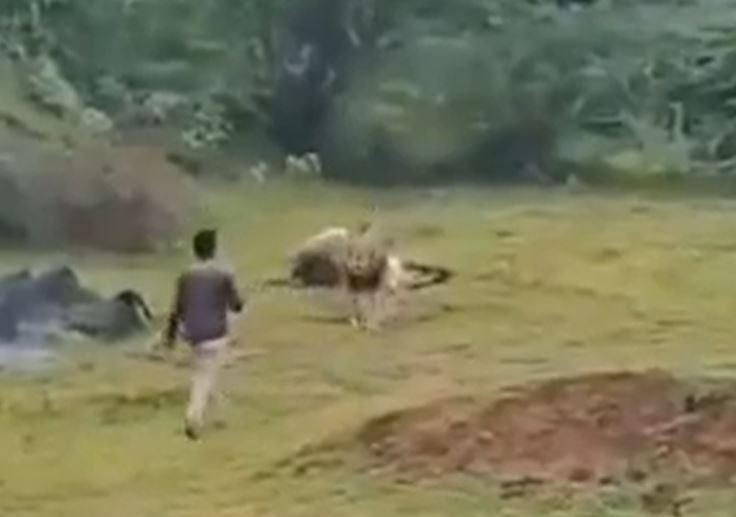 Ảnh cắt từ clip.