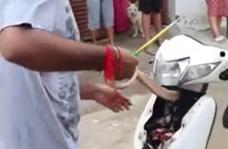 Ảnh cắt từ clip.