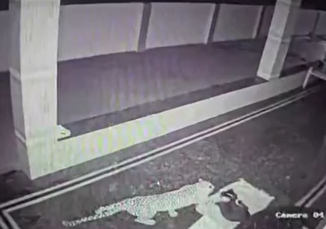 Ảnh cắt từ clip.