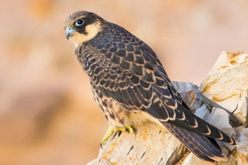 Một số loài chim ưng Eleonora được biết đến với khả năng bắt các loài chim khác làm con mồi sống bằng cách nhổ lông của chúng và nhét vào các nhà tù bằng đá. (Nguồn ảnh: Saviero Gatto/Biosphoto/Alamy)