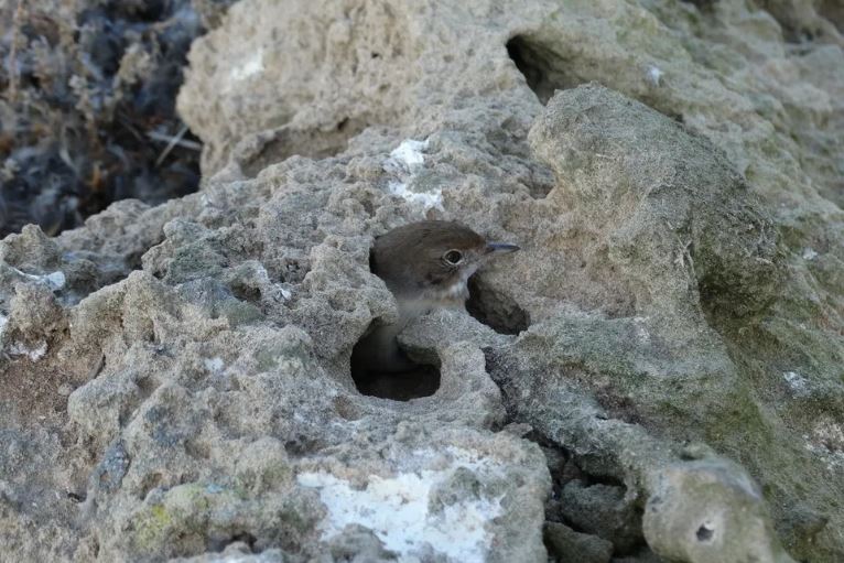 Một loài chim nhỏ được cho là đã bị chim ưng Eleonora giam giữ trên quần đảo Mogador.(Nguồn ảnh: Abdeljebbar Qninba)