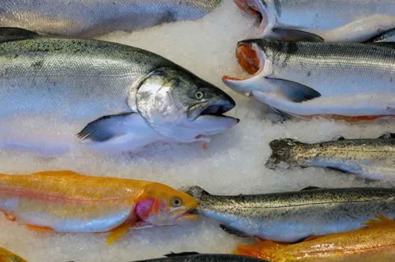 Bảo quản cá tươi trong đá là một cách tốt để làm chậm phản ứng của vi khuẩn có thể dẫn đến mùi tanh. (Nguồn ảnh: Getty