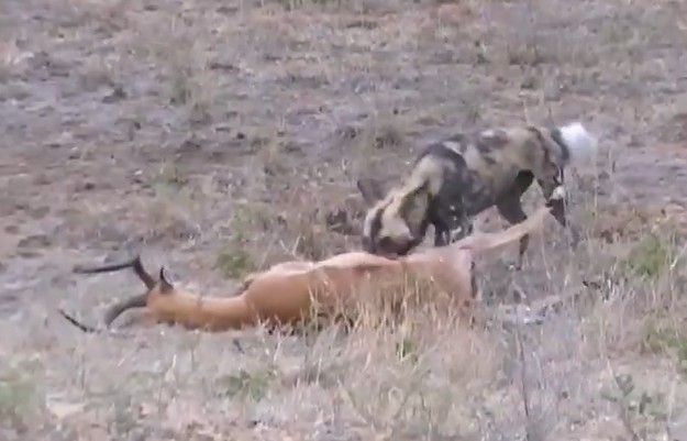 Ảnh cắt từ clip.