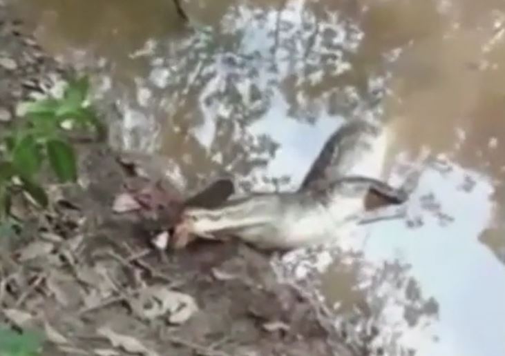 Ảnh cắt từ clip.