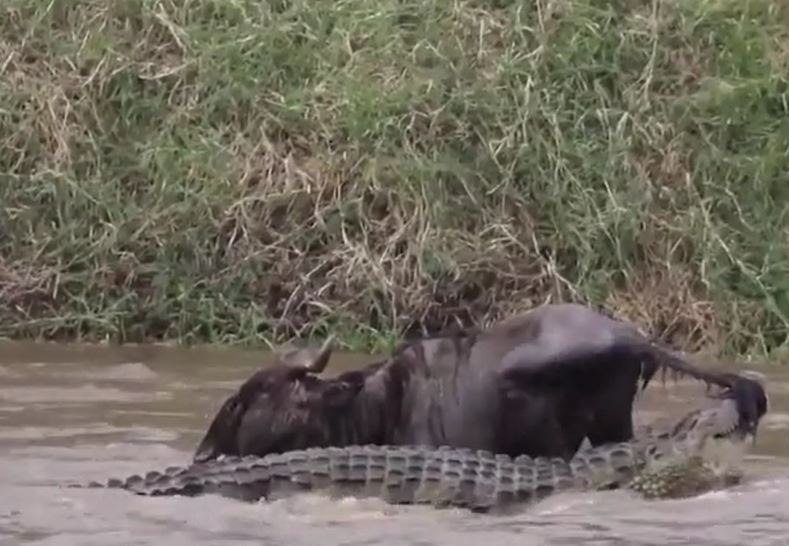 Ảnh cắt từ clip.