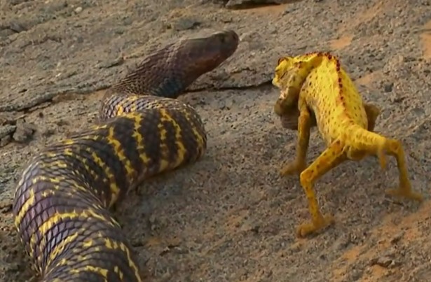 Ảnh cắt từ clip.