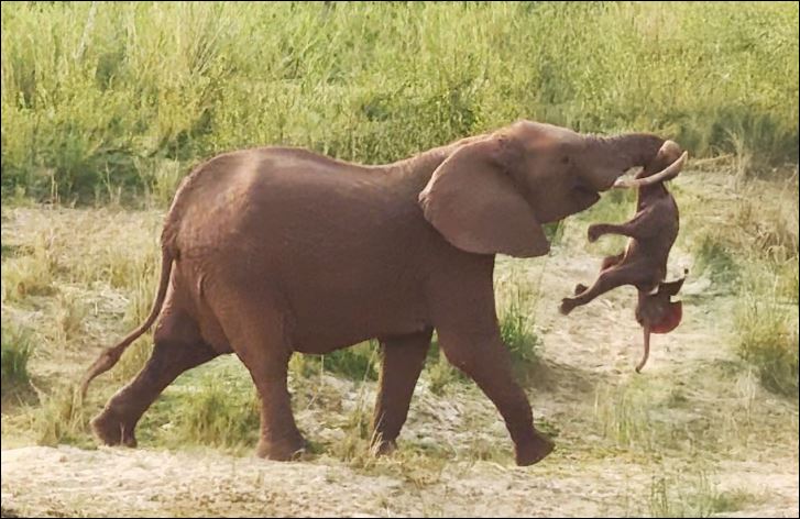 Voi mẹ mang con đã chết đi khắp nơi.