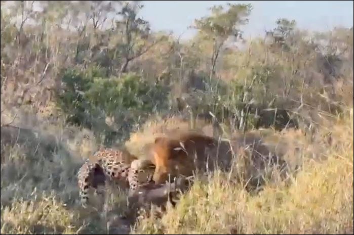 Sư tử tấn công báo hoa mai.