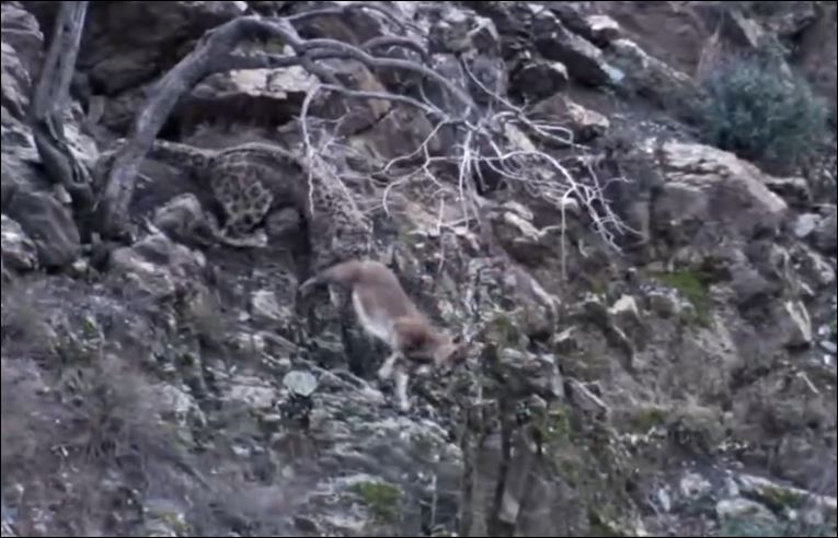 Báo tuyết truy sát dê núi.