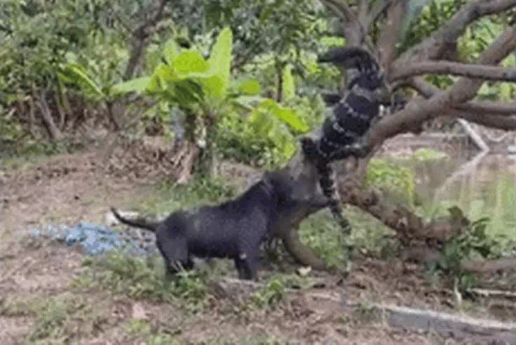 Ảnh cắt từ clip.