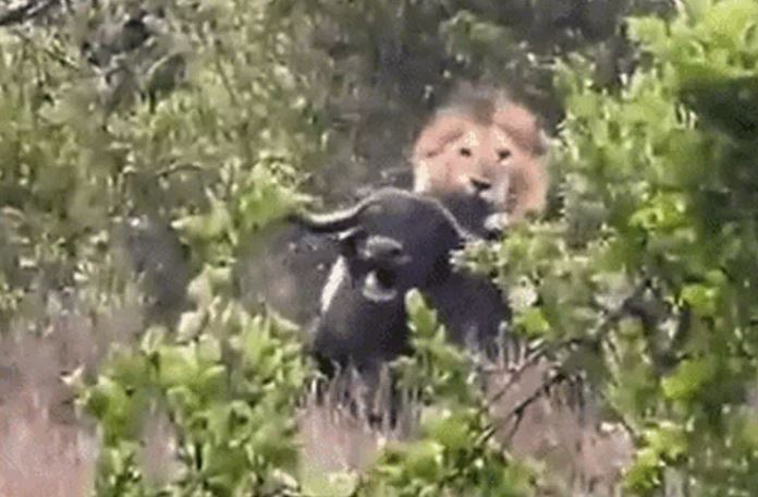 Ảnh cắt từ clip.