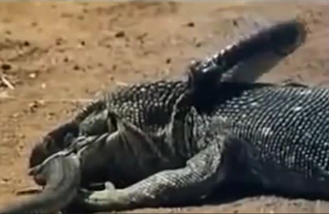 Ảnh cắt từ clip.