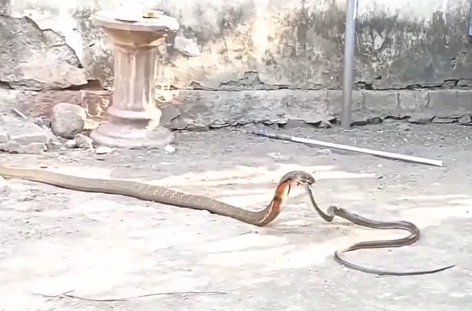 Ảnh cắt từ clip.