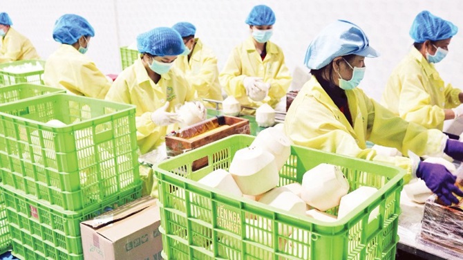 Đóng gói dừa phục vụ xuất khẩu tại Công ty Vina T&T Group. (Ảnh: MINH ANH)
