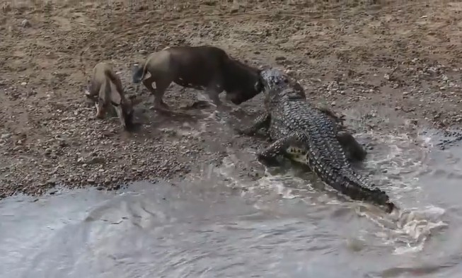 Ảnh cắt từ clip.