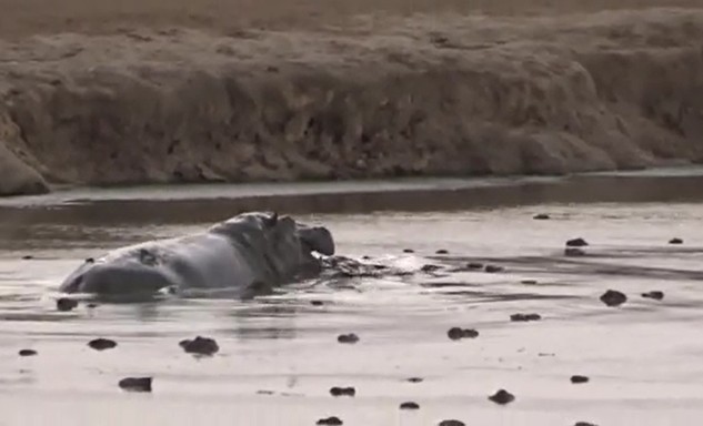 Ảnh cắt từ clip.