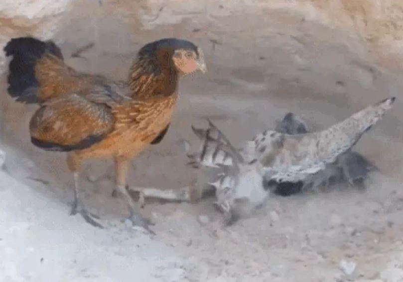 Ảnh cắt từ clip.