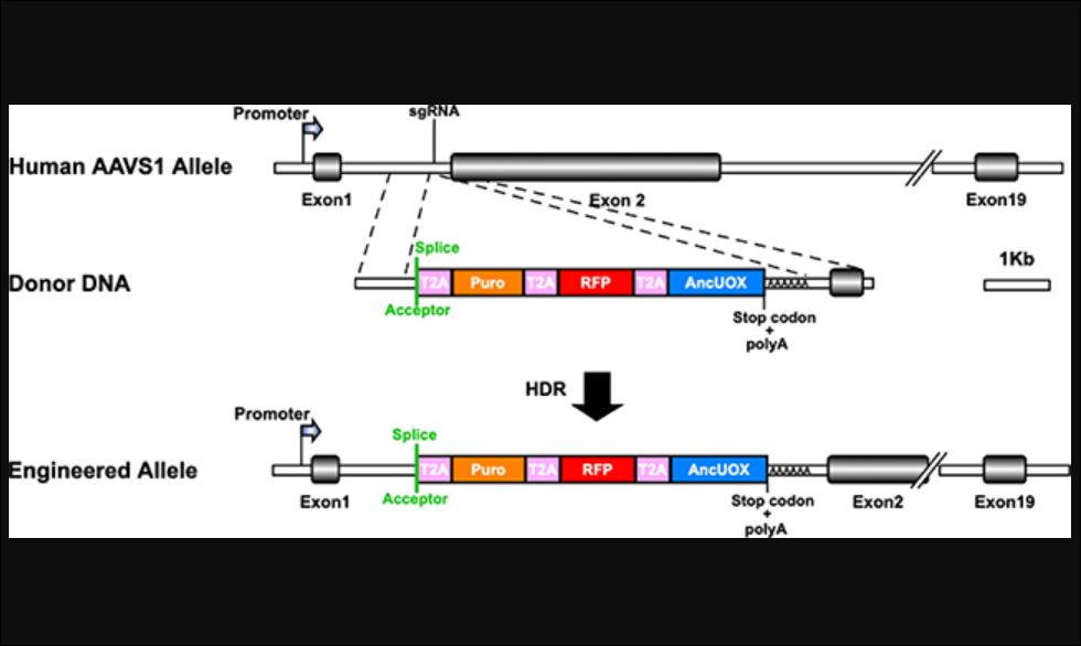 Chỉnh sửa CRISPR được sử dụng để tái tạo gen uricase. Ảnh: Balico & Gaucher.