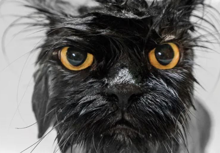 Liệu sự tiến hóa có thể giải thích tại sao mèo không thích bị ướt không? (Nguồn ảnh: Getty Images)