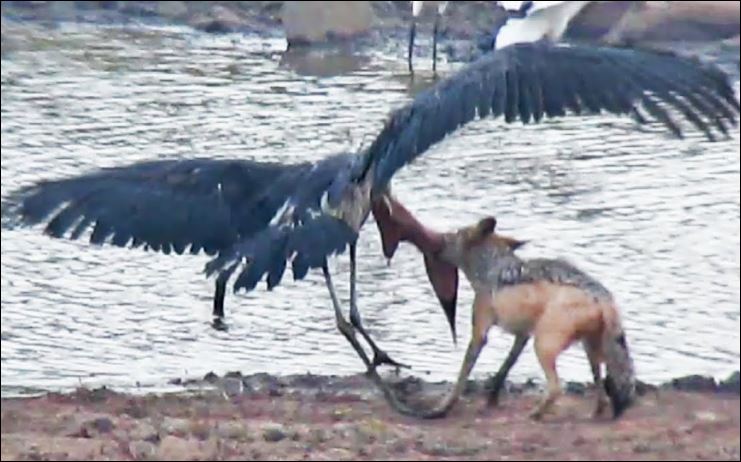 Chó rừng hạ gục cò.