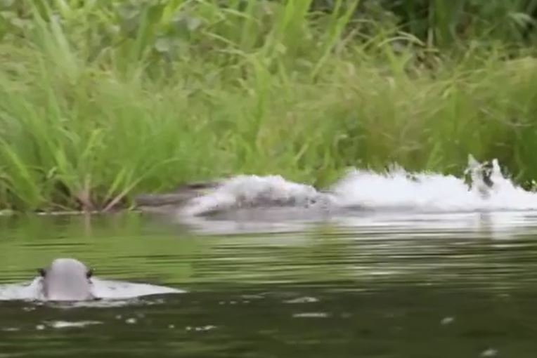 Ảnh cắt từ clip.