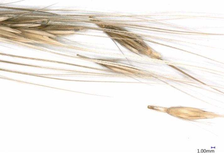 Một mẫu lúa mạch hoang dã hiện đại với từng hạt tự nhiên vỡ ra khi chín. Nguồn: Robert Spengler