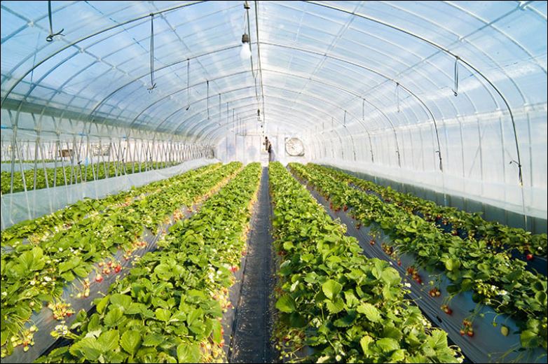 Ảnh minh họa. Nguồn: Báo Lâm Đồng.