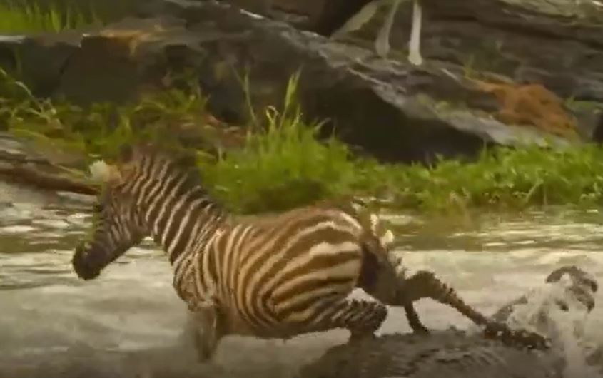 Ảnh cắt từ clip.