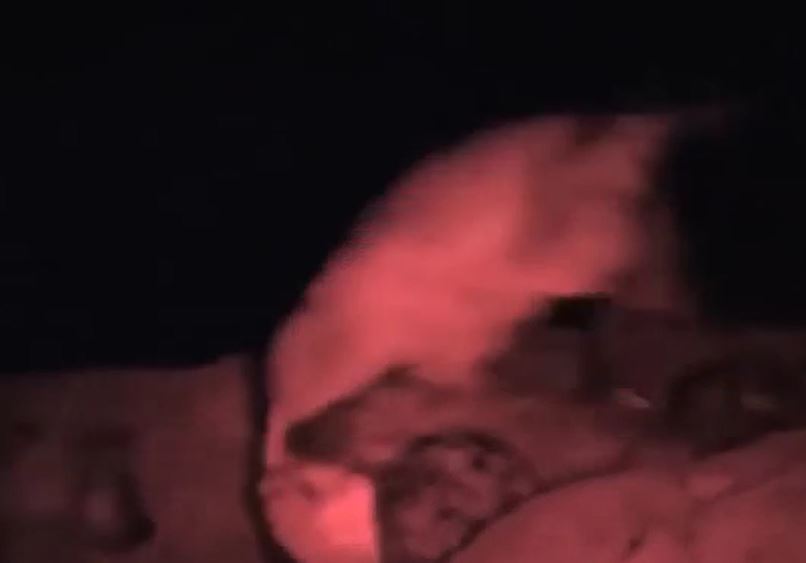 Ảnh cắt từ clip.