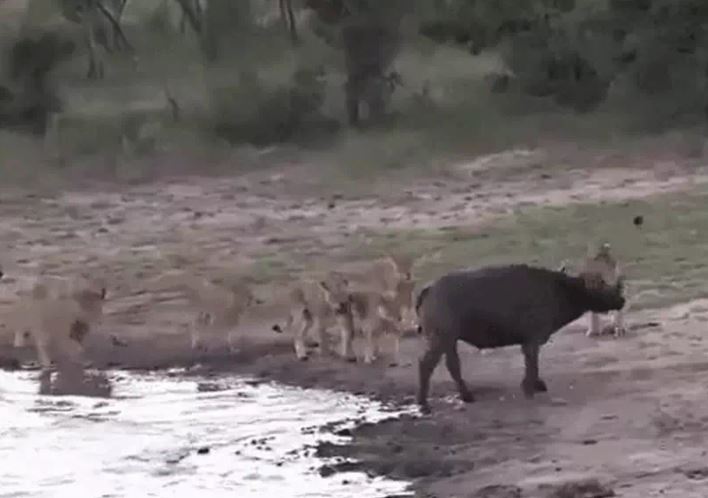 Ảnh cắt từ clip.