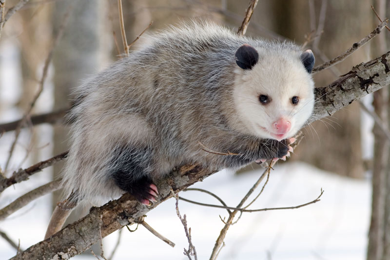 Chồn Opossum.