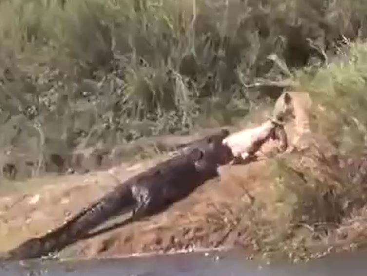 Ảnh cắt từ clip.