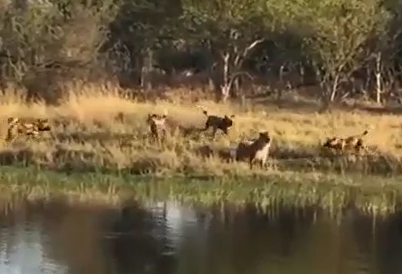 Ảnh cắt từ clip.