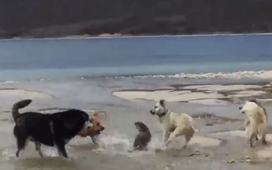 Ảnh cắt từ clip.