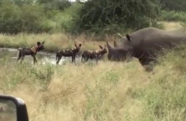 Ảnh cắt từ clip.