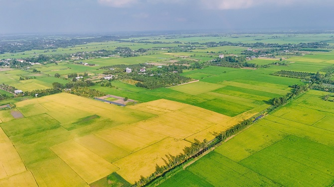 Tỉnh Vĩnh Long đang vào chính vụ sản xuất lúa nước, trải dài trên nhiều cánh đồng rộng lớn