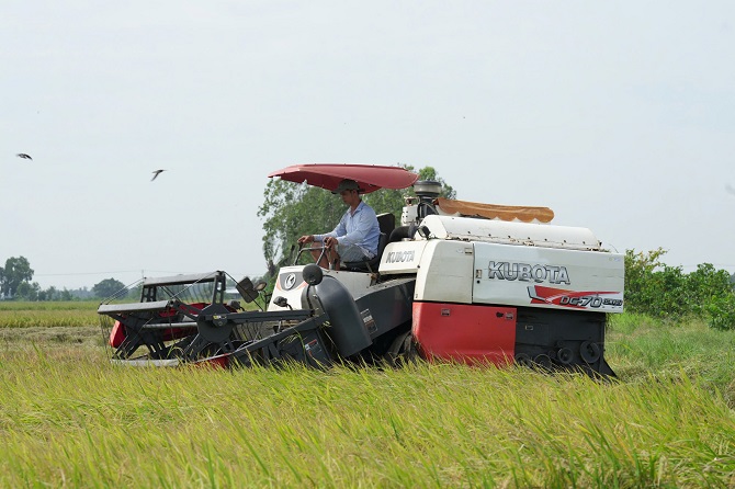 Doanh nghiệp xuất khẩu gạo tại Vĩnh Long được yêu cầu phát huy vai trò “bà đỡ”, chủ động thu mua, tạm trữ lúa nhằm chia sẻ gánh nặng với nông dân