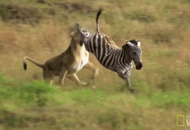 Ảnh cắt từ clip.