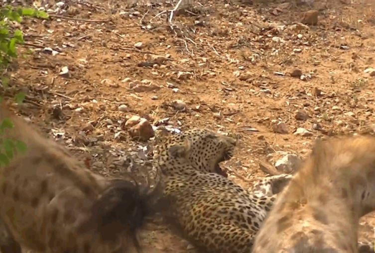 Ảnh cắt từ clip.