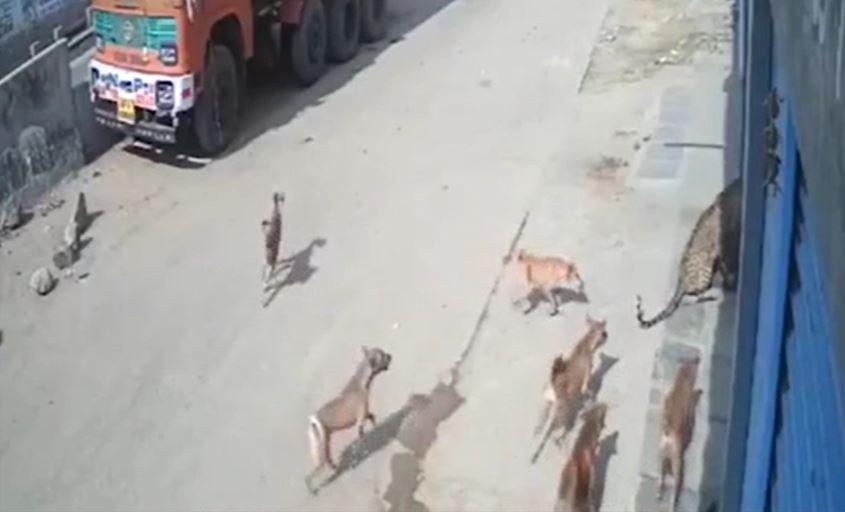 Ảnh cắt từ clip.