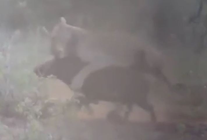 Ảnh cắt từ clip.