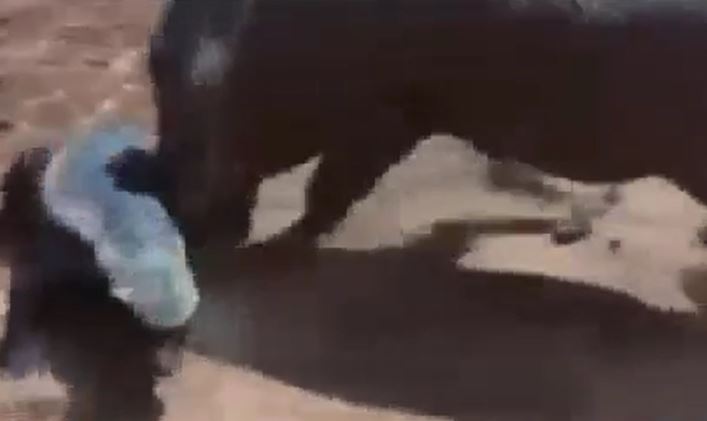 Ảnh cắt từ clip.