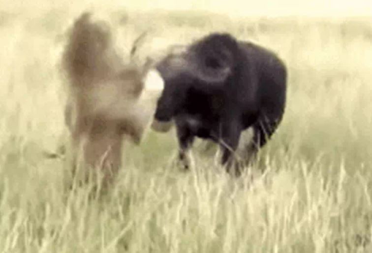 Ảnh cắt từ clip.