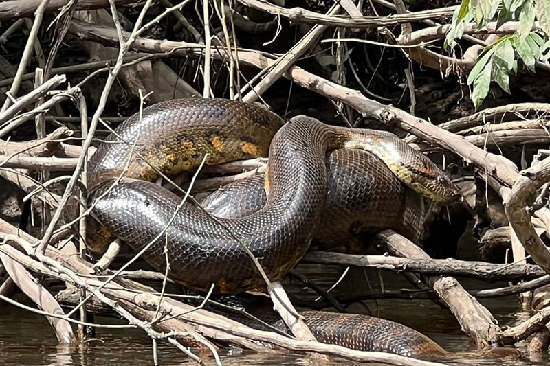 Trăn Anaconda xanh.